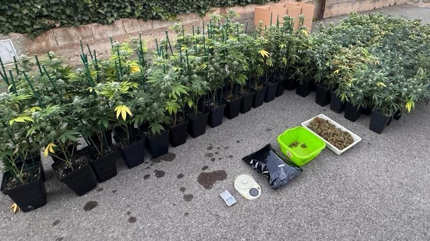 Desmantelan una plantación de marihuana en este municipio de Castellón