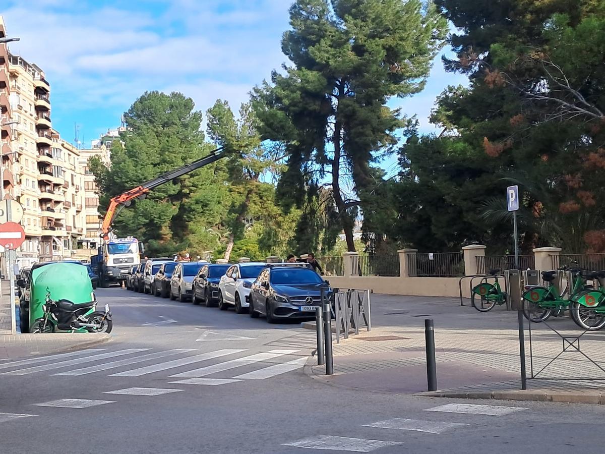 En la zona hay otro pinos de gran porte