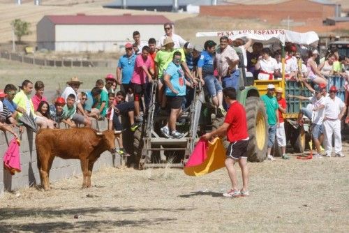 Suelta de vaquillas en las fiestas de La Visitación en Fuentesaúco