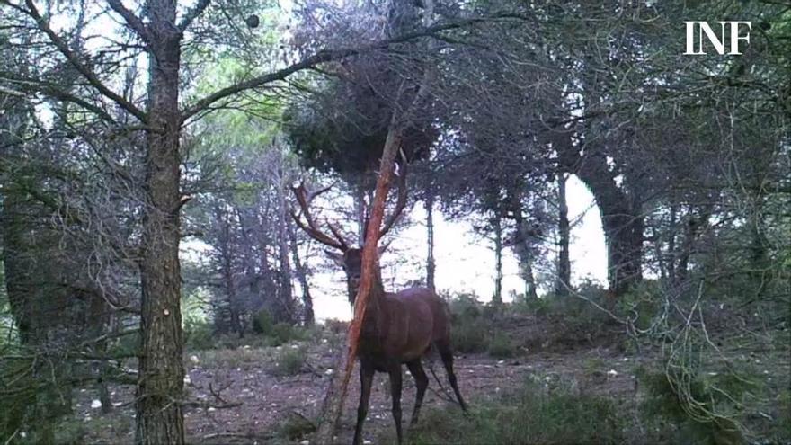 El espectáculo de la berrea arranca en La Carrasqueta