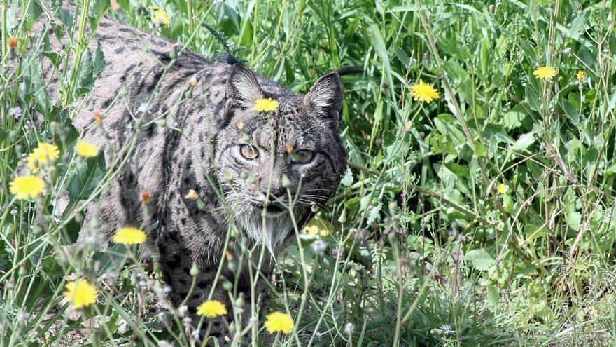 Terra Natura participa en el proyecto de recuperación del lince
