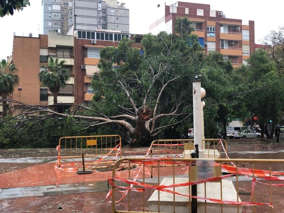 Ficus derribado por el temporal en Juzgados de Alicante.