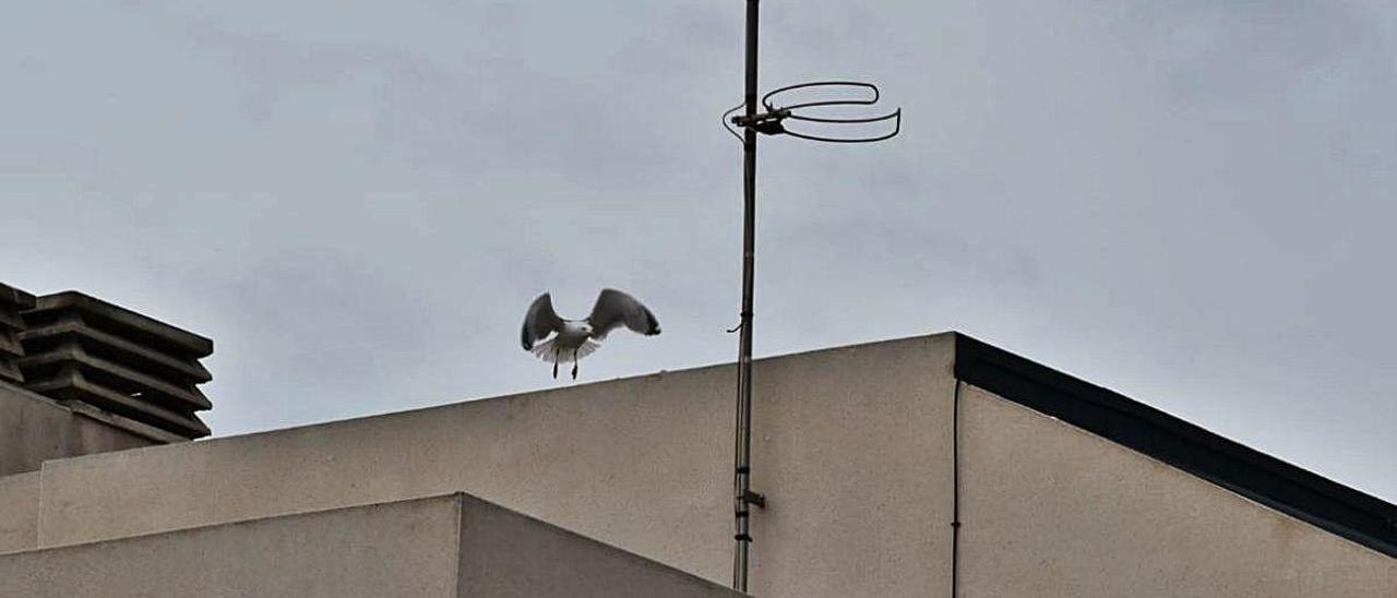 Una gaviota en un tejado del PAU 2, en Alicante.