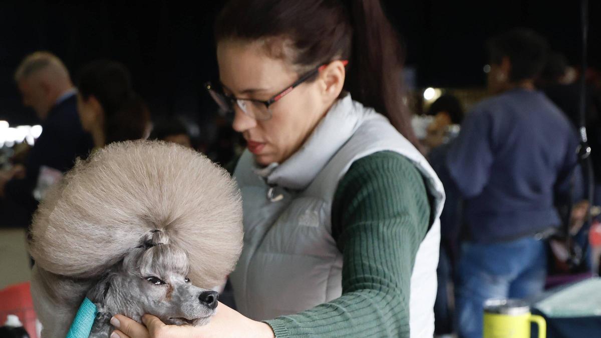 Pasión perruna y gatuna en Espacio Mascotas, en Gijón.