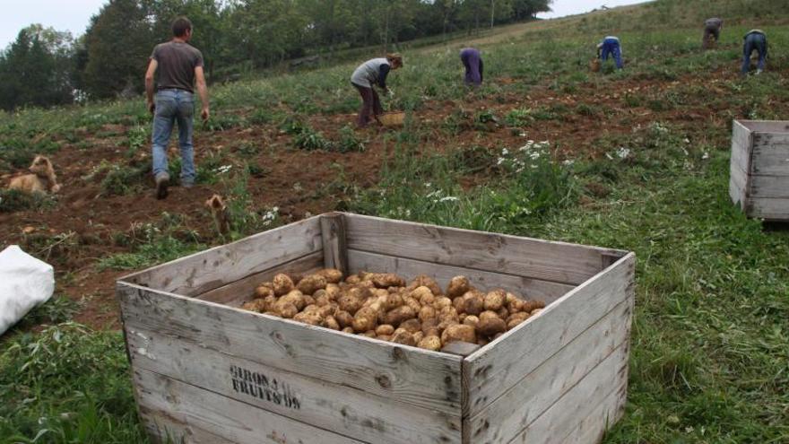 Molló ven tota la patata de sembra de la primera collita