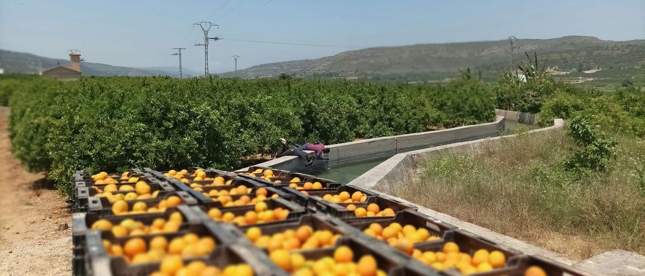 Un campo de naranjas en Sumacàrcer en una imagen de archivo