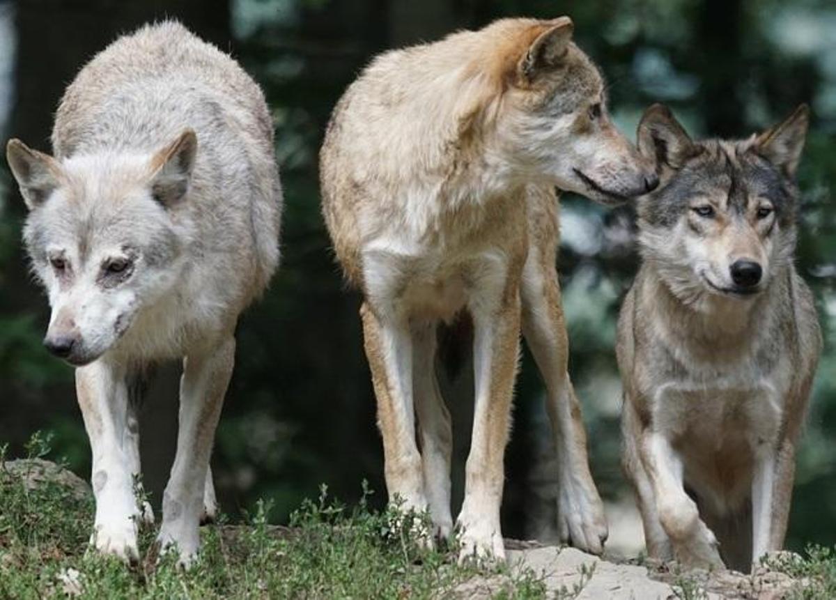 ¿Cómo se atrevieron a llamarse 'La Manada'?