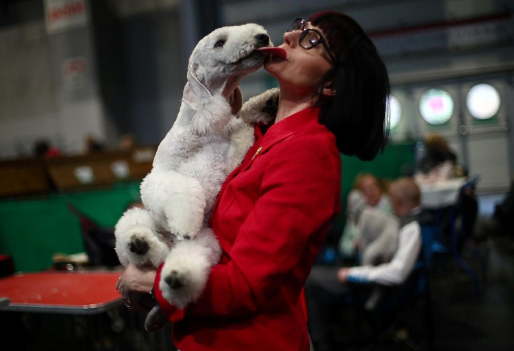 Crufts 2019: L'exhibició de gossos més gran del món