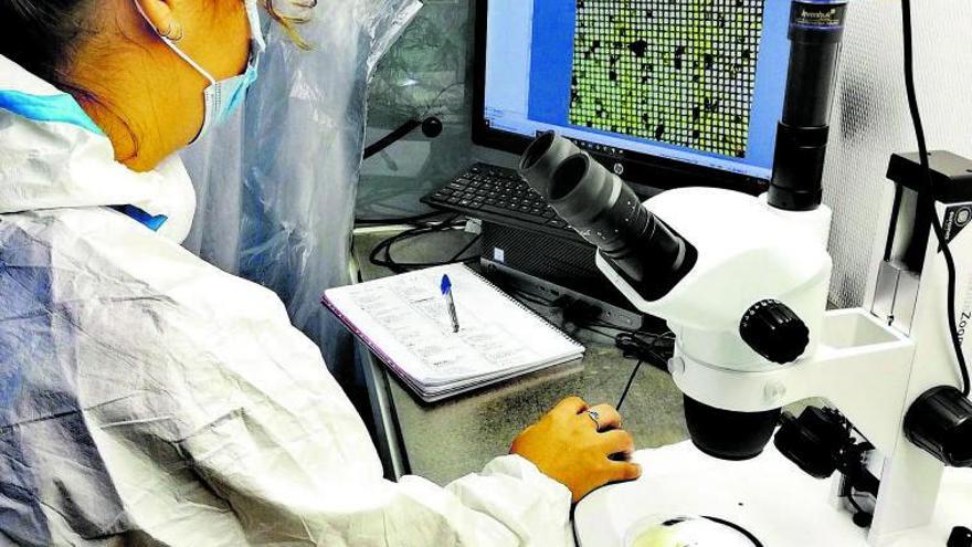 Una investigadora del grupo canario OpenPlas analizando muestras de agua en el laboratorio.