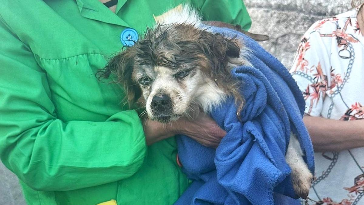 Estado del perro después de ser rescatado.
