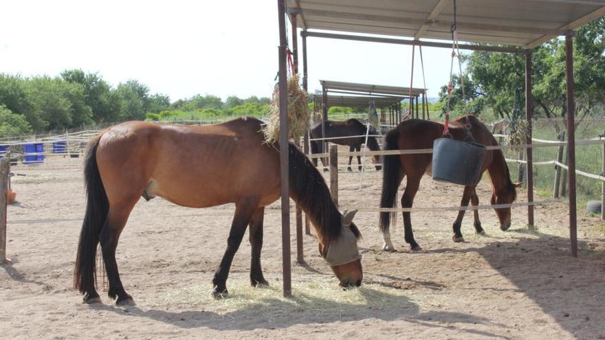 Una hípica de Ondara que ha rescatado a más de 70 caballos se queda en la calle