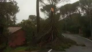 El viento derriba un enorme pino sobre el tendido eléctrico en Trassierra