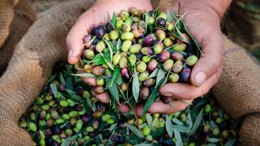 Aceite de oliva: El covid, los precios y el agua