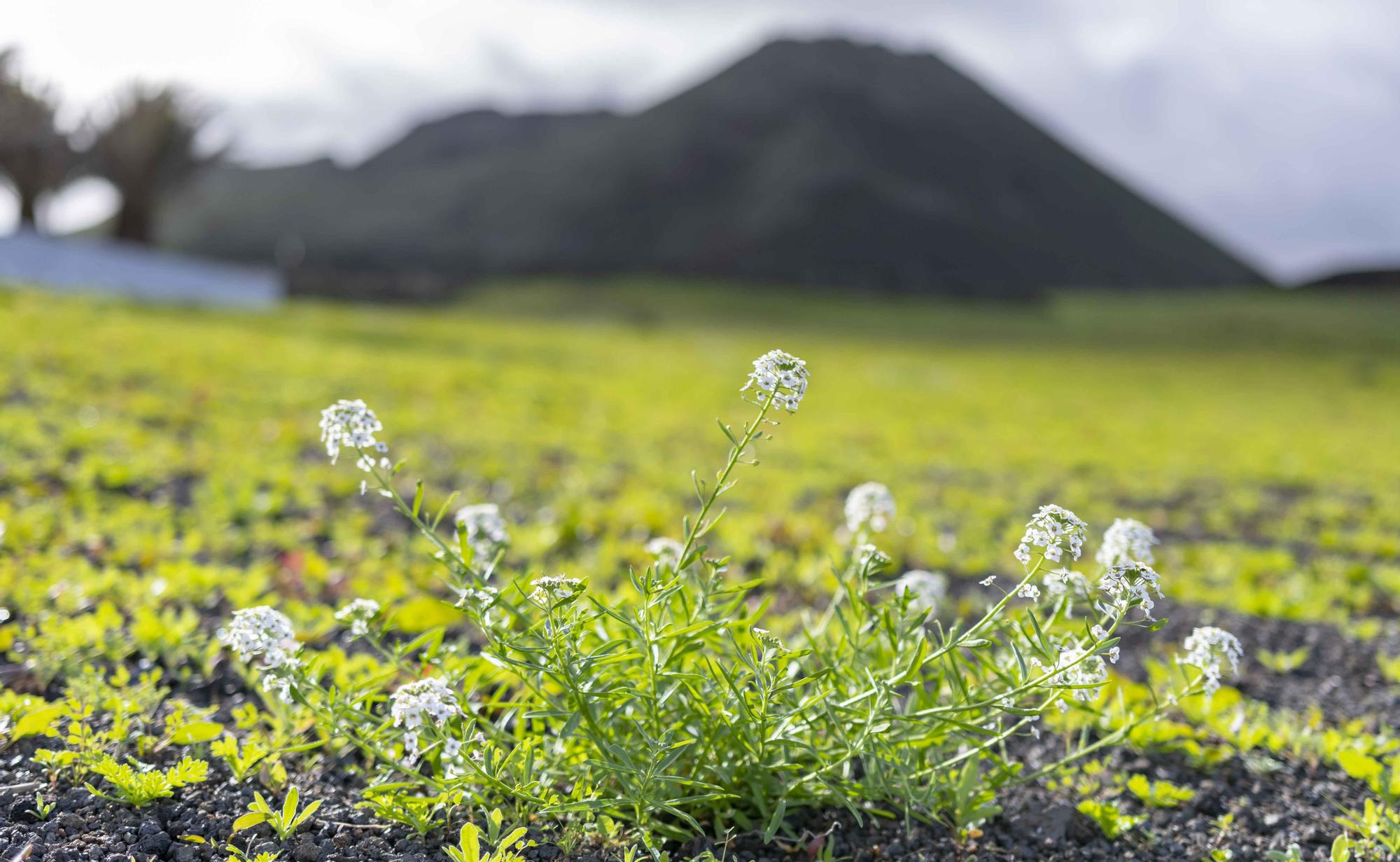 El norte de Lanzarote se tiñe de verde tras las recientes lluvias de este invierno