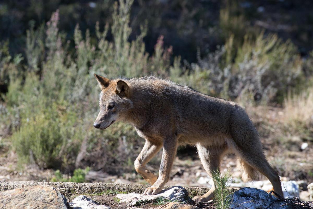 Lobo ibérico, un depredador que, después de años ausente de la región, ha vuelto a detectarse al norte de Cáceres.