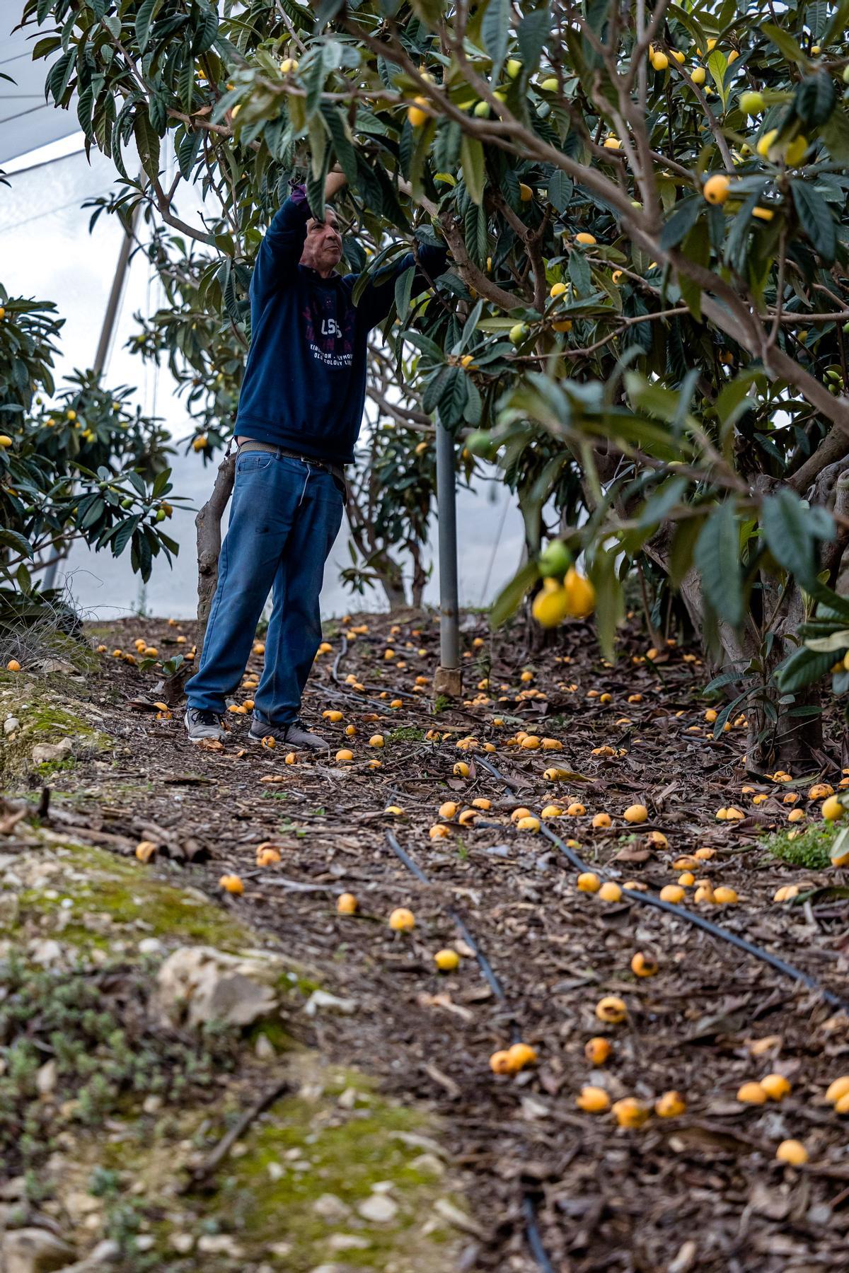 La lluvia echa a perder entre el 20 y el 25% de la cosecha de nísperos y los agricultores no cobrarán el seguro.