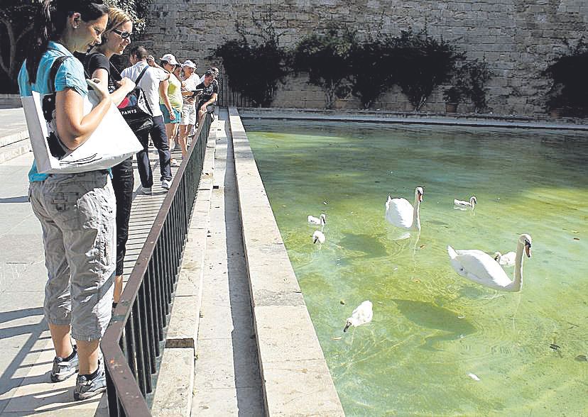 Imagen de archivo del estanque con cisnes.