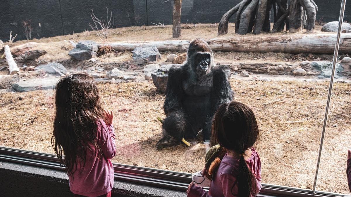 Unos niños observan a un gorila en un zoológico.