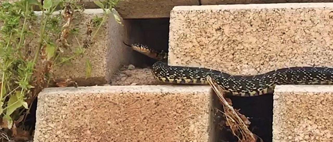 Las culebras herradura tienen varias manchas y pueden alcanzar más de 1.50 metros.