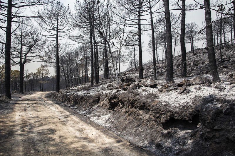 El paraje de El Surar, arrasado por el incendio