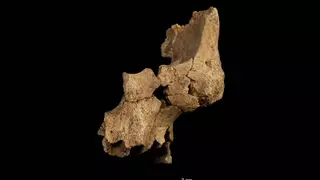 Conmoción en la paleoantropología europea: Atapuerca redefine la evolución humana