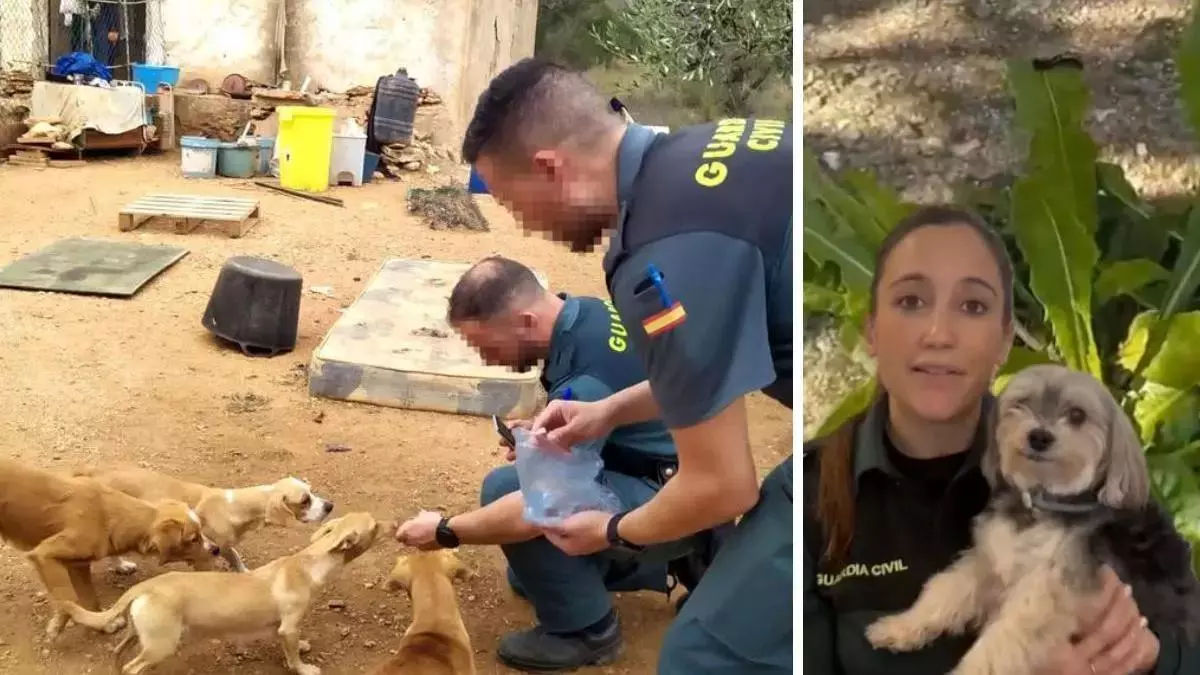 Alerta de la Guardia Civil a toda España por lo que está pasando con los perros: "Ten cuidado si paseas"