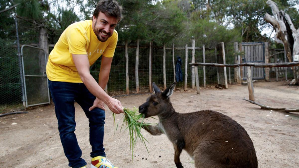 Fernando Alonso, con un canguro del zoo Victoria de Melbourne