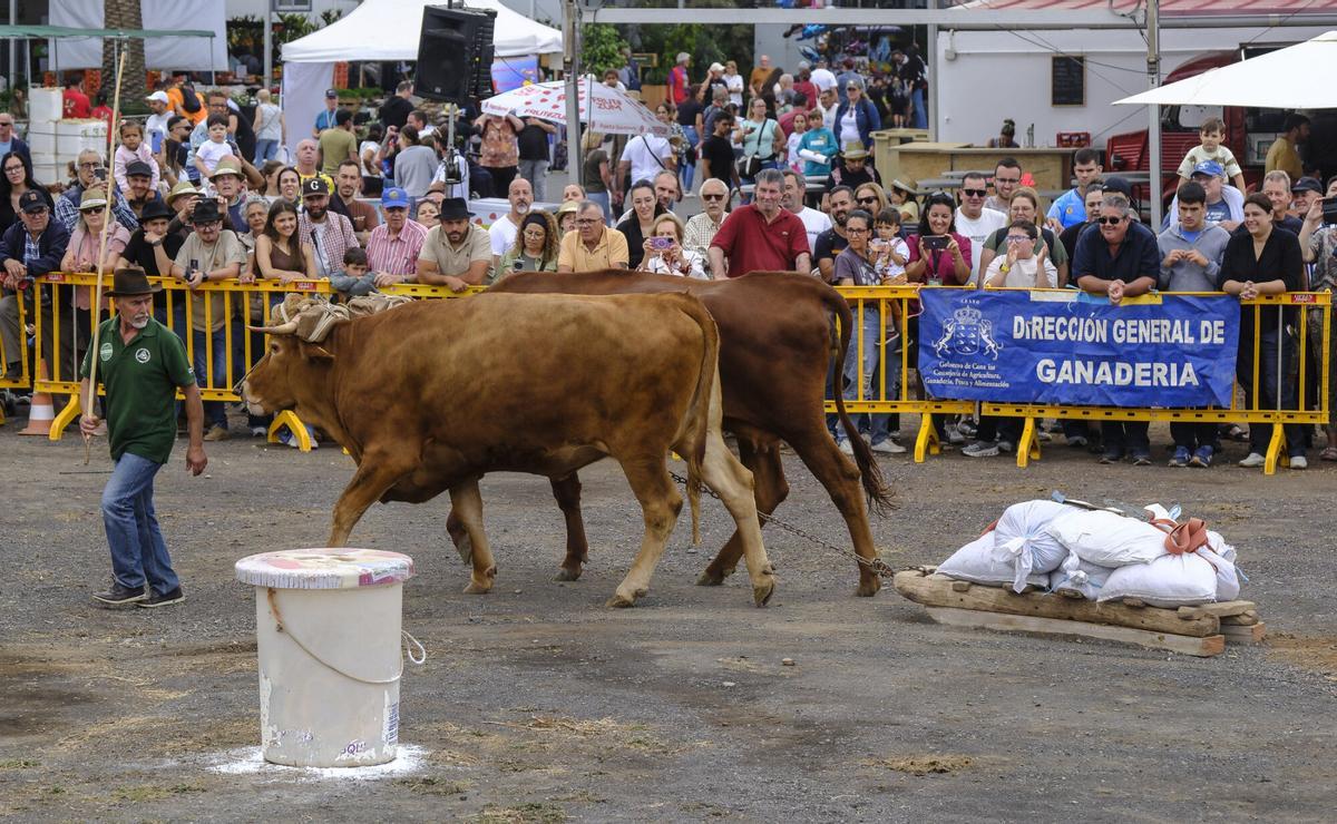 Feria de Ganado de Gran Canaria