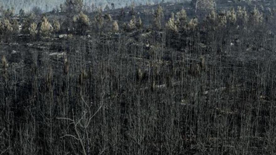 Más de 26.000 hectáreas arrasadas en lo que va de año, el tercer peor registro del S.XXI