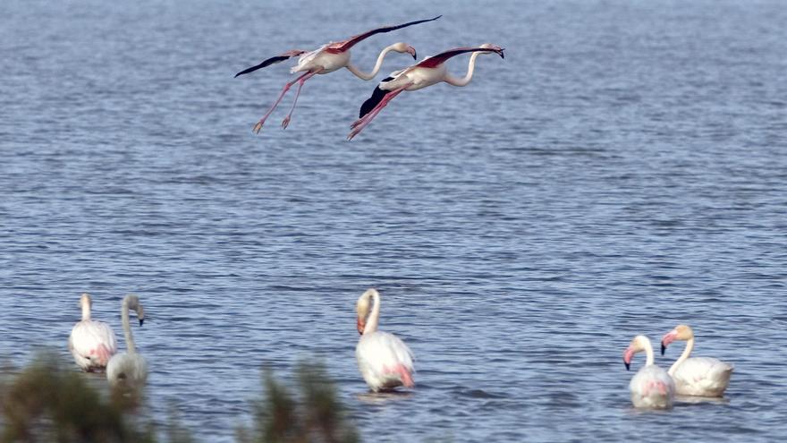 La Junta de Andalucía adquiere una finca clave para las aves de Doñana