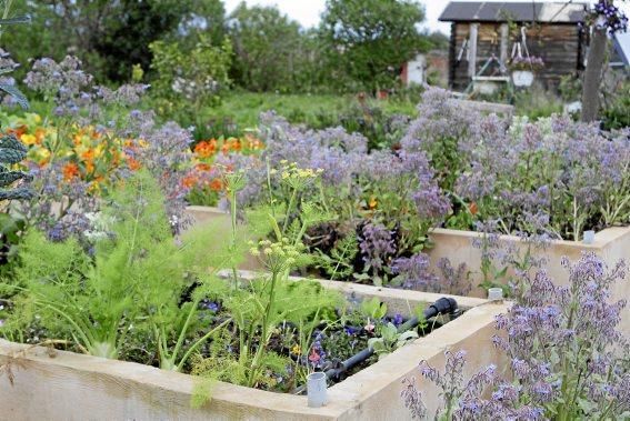 In ihrem Garten bei Sencelles züchtet Heide Göbel wilde Kräuter, Gemüse sowie Zierpflanzen mit Blüten, die nicht nur essbar sind, sondern richtig gut schmecken.