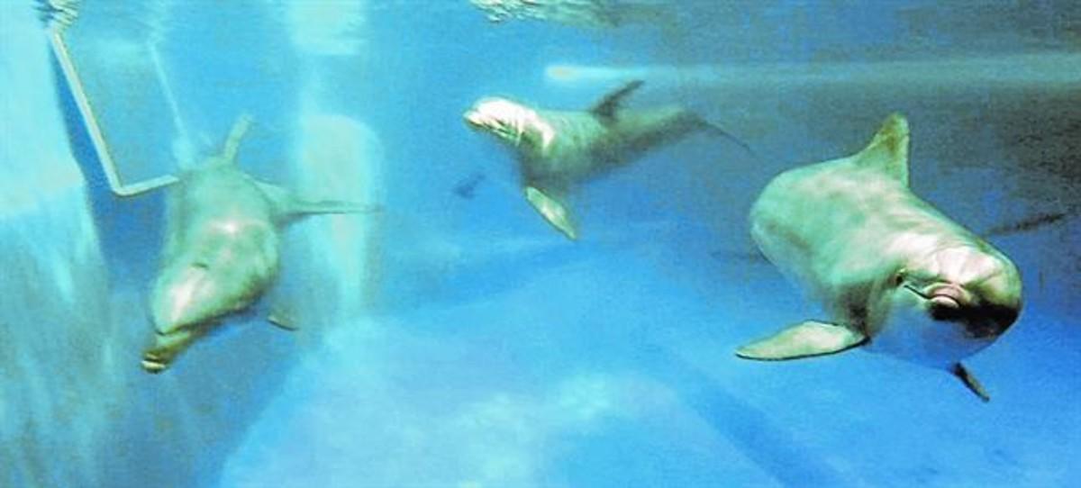 UN MAMÍFERO EXTRAORDINARIO Kuni, Leia, Anak, Blau, Tumay y Nuiknadan con simpática elegancia en las aguas del delfinario del Zoo.
