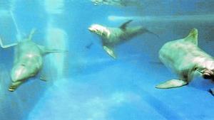 UN MAMÍFERO EXTRAORDINARIO Kuni, Leia, Anak, Blau, Tumay y Nuiknadan con simpática elegancia en las aguas del delfinario del Zoo.