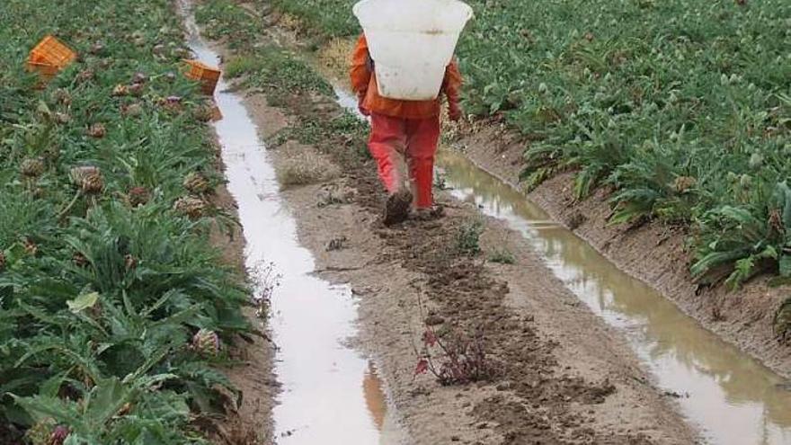 Explotación agraria de regadío en el sur de la provincia