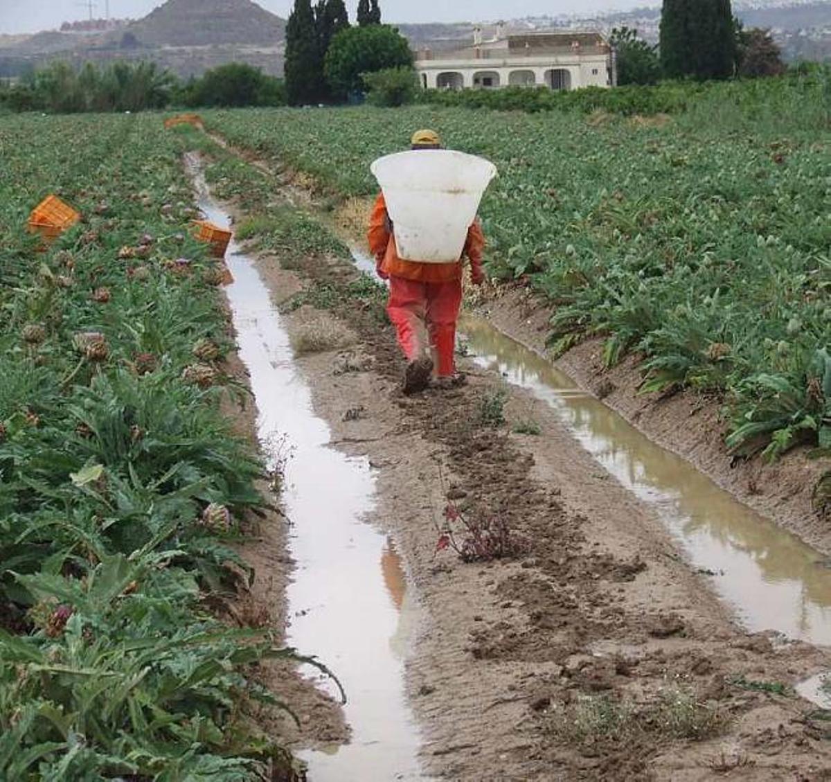 Explotación agraria de regadío en el sur de la provincia