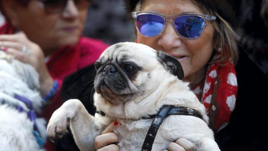 Zaragoza propone identificar el ADN de los perros para evitar abandonos
