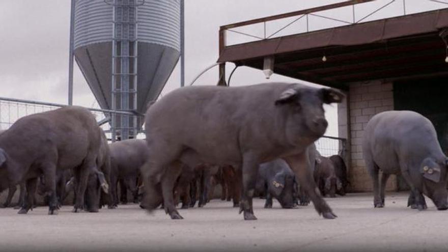 Detectado un caso humano de gripe porcina en Lleida