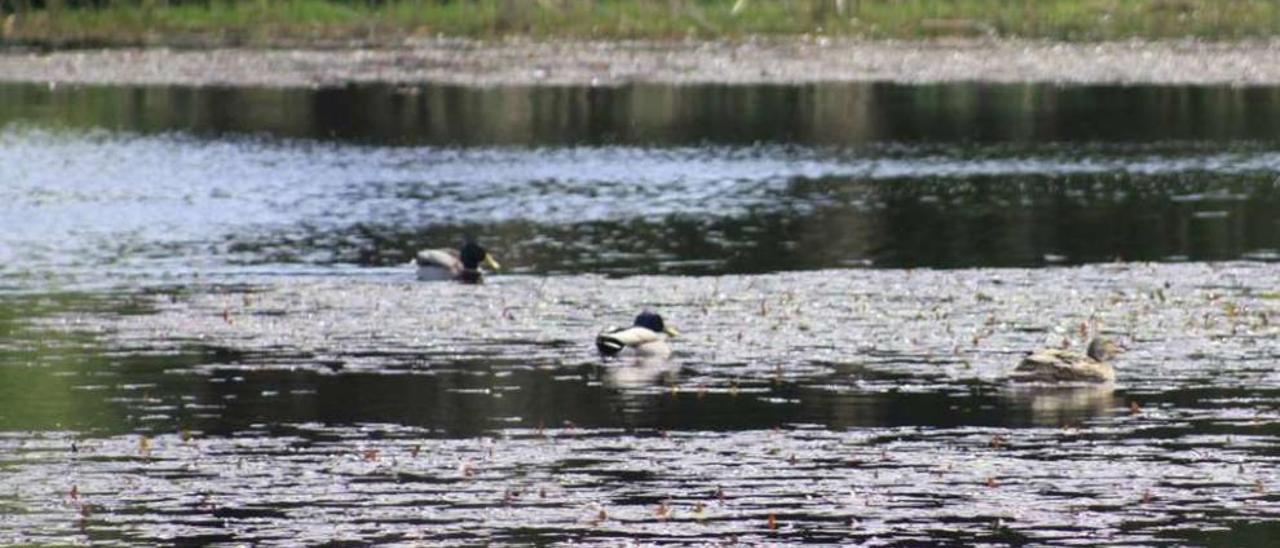 La laguna de A Bodeira, uno de los espacios incluidos en la Reserva Ornitológica de O Grove. // Muñiz