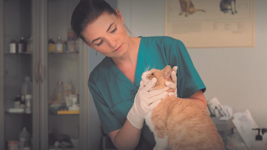 Una veterinària donant atenció a un gat.