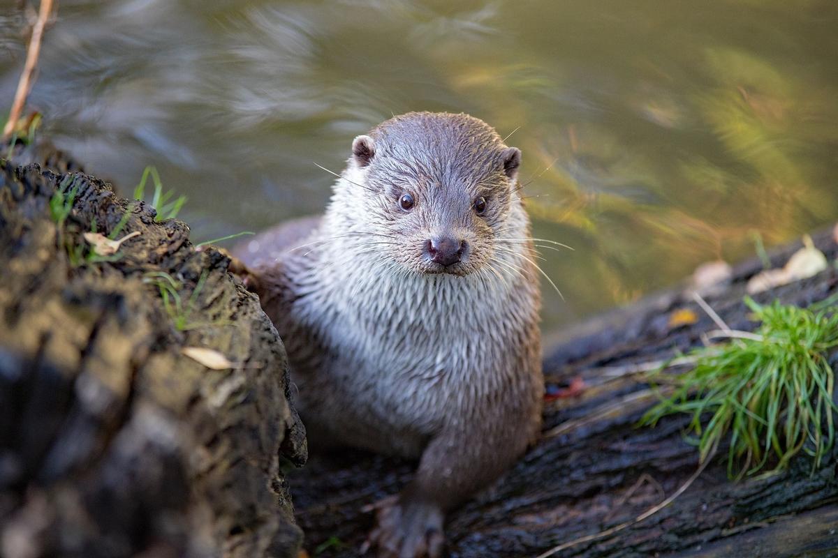 Nutria de río.