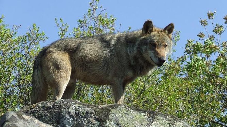 El lobo, asignatura pendiente en Andalucía