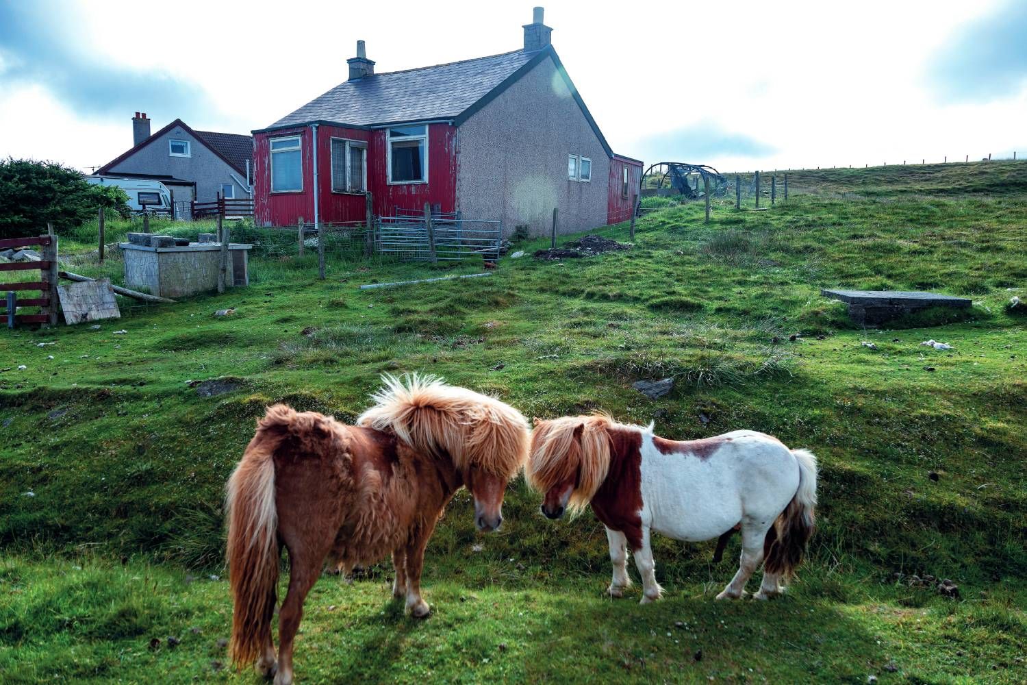 Ponis de las Shetland en la isla de Unst.
