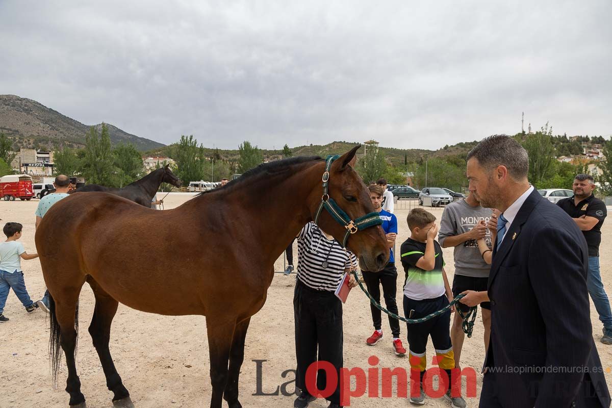 Control veterinario de los Caballos del Vino en Caravaca