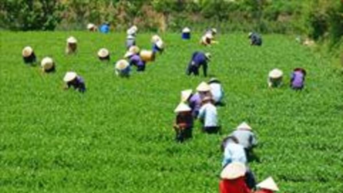 Una plantación de té en Vietnam.