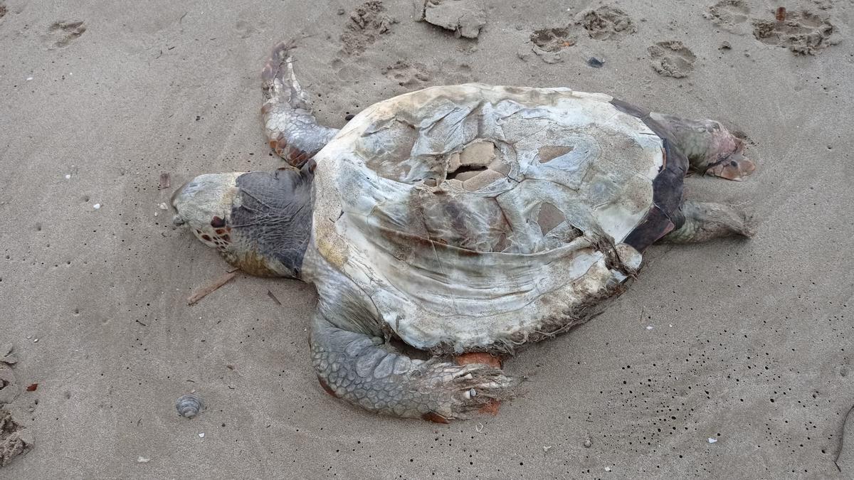 Imagen de la tortuga boba hallada sin vida en una playa nudista de Orpesa.