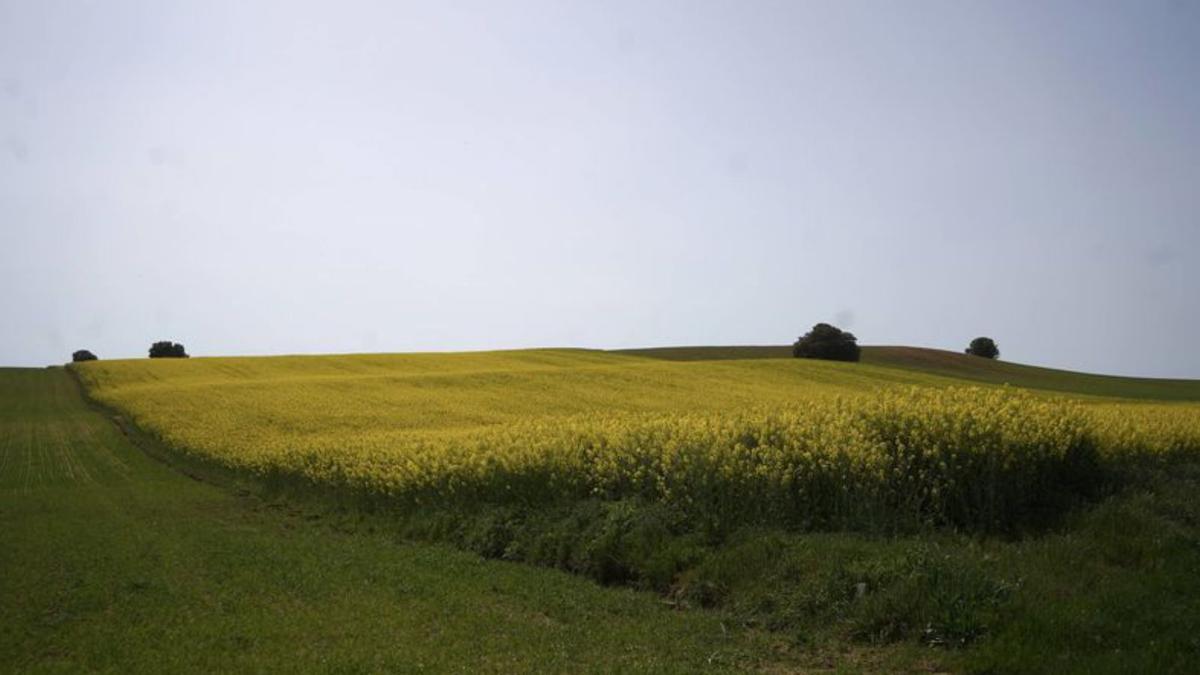 Parcelas sembradas con colza en distintos parajes de la provincia de Zamora, que durante la primavera se tiñen de un intenso color amarillo durante la etapa de floración de la planta oleaginosa.  | José Luis Fernández
