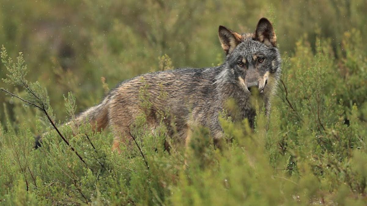 Lobo iberico.