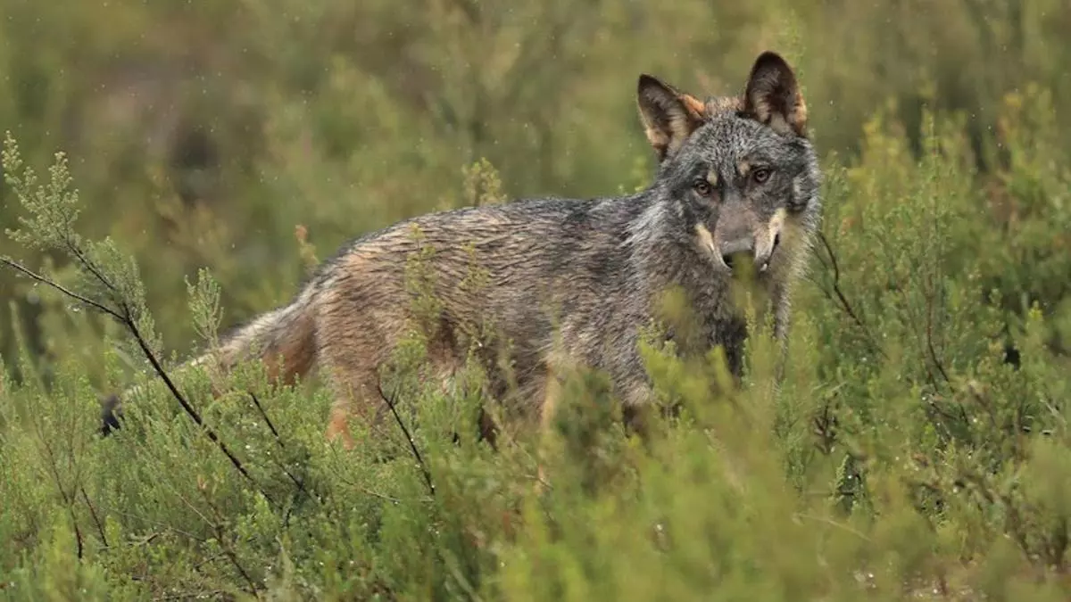 Asturias comienza a abatir lobos: "Ya hemos arrancado con los controles y eso es lo importante", asegura el consejero