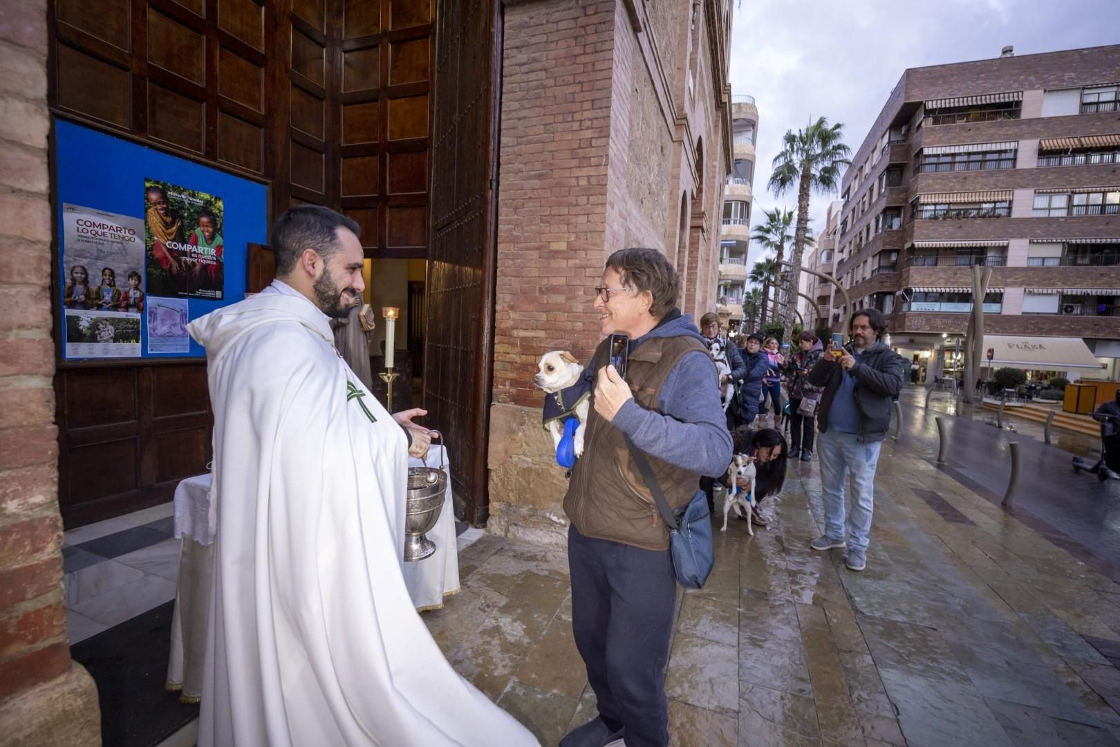 Bendición de animales por San Antón bajo una lluvia invernal en Torrevieja