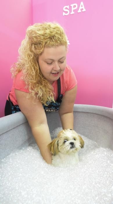 Spa y servicios de peluquería para perros